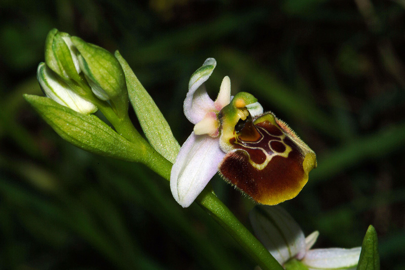 Ophrys holosericea subsp. holosericea